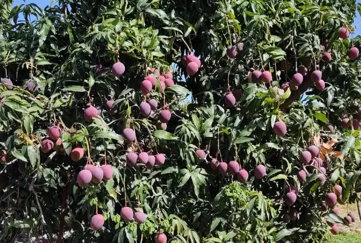 Manga para exportação gera mais lucro para o produtor, mas exige investimento e atenção 14 manga para exportacao gera mais lucro para o produtor mas exige investimento e atencao