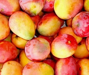 Manga para exportação gera mais lucro para o produtor, mas exige investimento e... 4 manga para exportacao gera mais lucro para o produtor mas exige investimento e