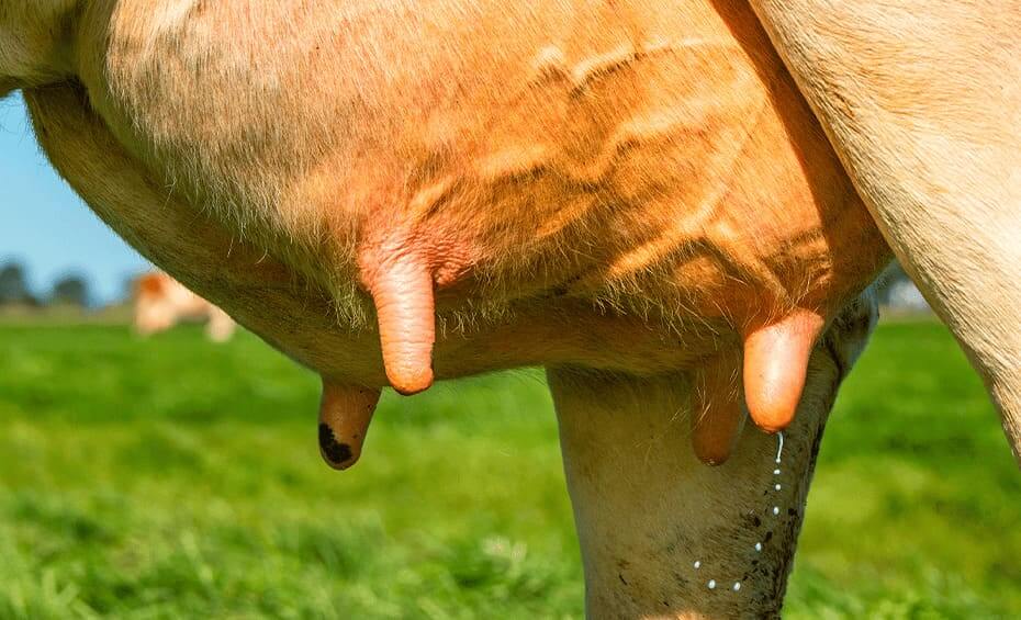 mastite em vacas 10 perguntas 10 respostas