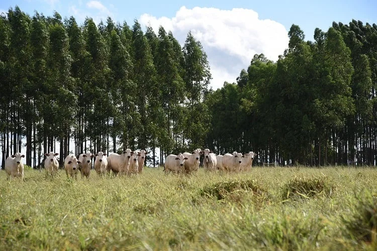Mato Grosso do Sul, 45 anos desenvolvendo na agricultura