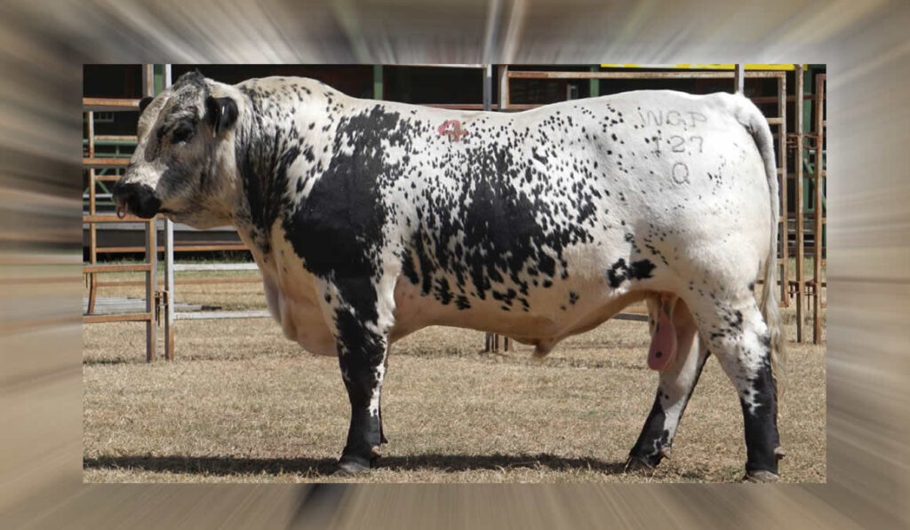 Mega Raça chega ao país e quer mudar o setor