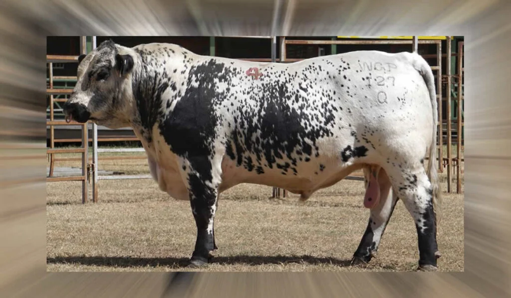 Mega Raça chega ao país e quer mudar o setor 4 Mega Raça chega ao país e quer mudar o setor