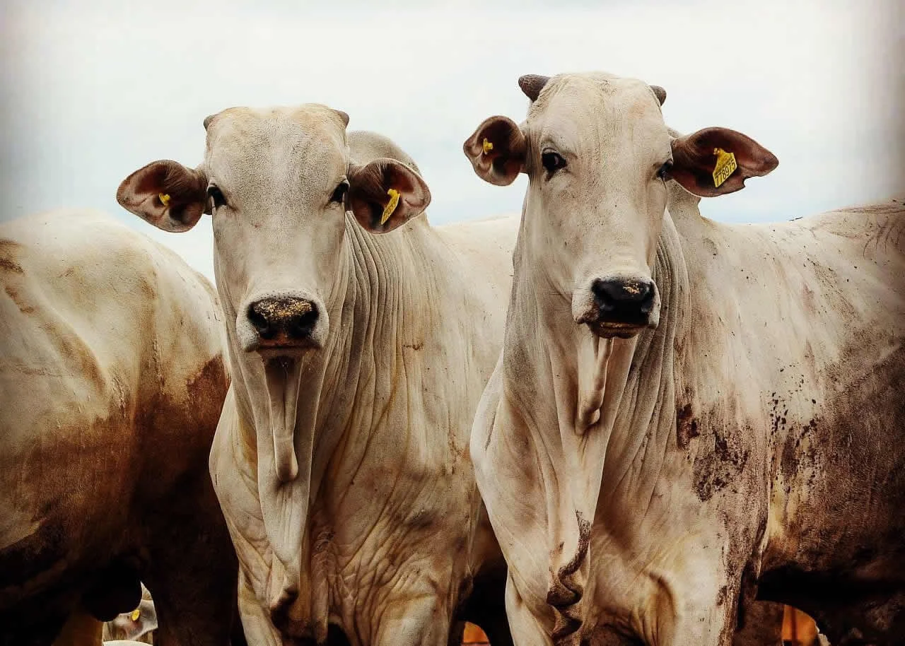 Veja quanto vale um boi gordo de 20@ pelo país 10 Confira mercado físico do boi gordo