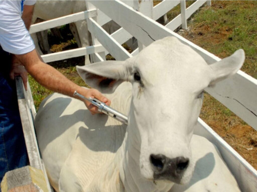 Não há transmissão do vírus da febre aftosa em Goiás, diz Agrodefesa 1 nao ha transmissao do virus da febre aftosa em goias diz agrodefesa