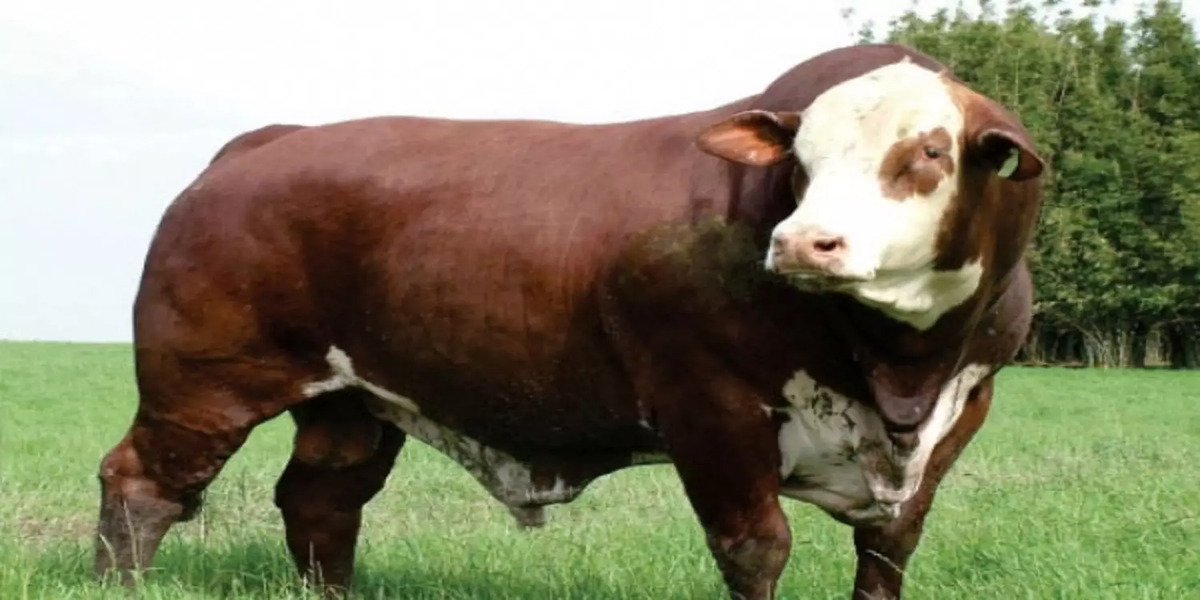 A Tabela FIPE de touros reprodutores na pecuária