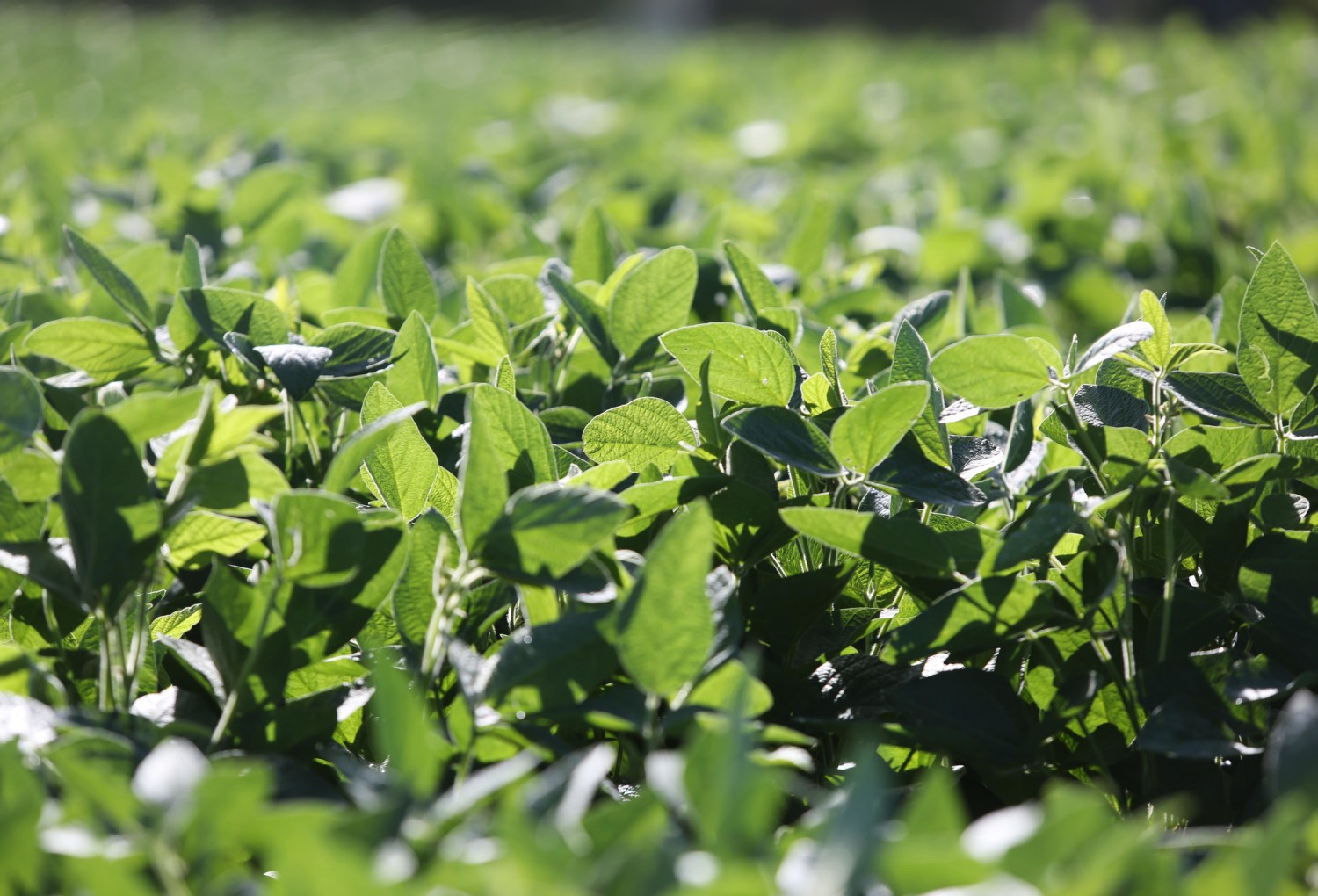 Novo inseticida tem ‘poder supremo’ contra percevejos de soja e milho