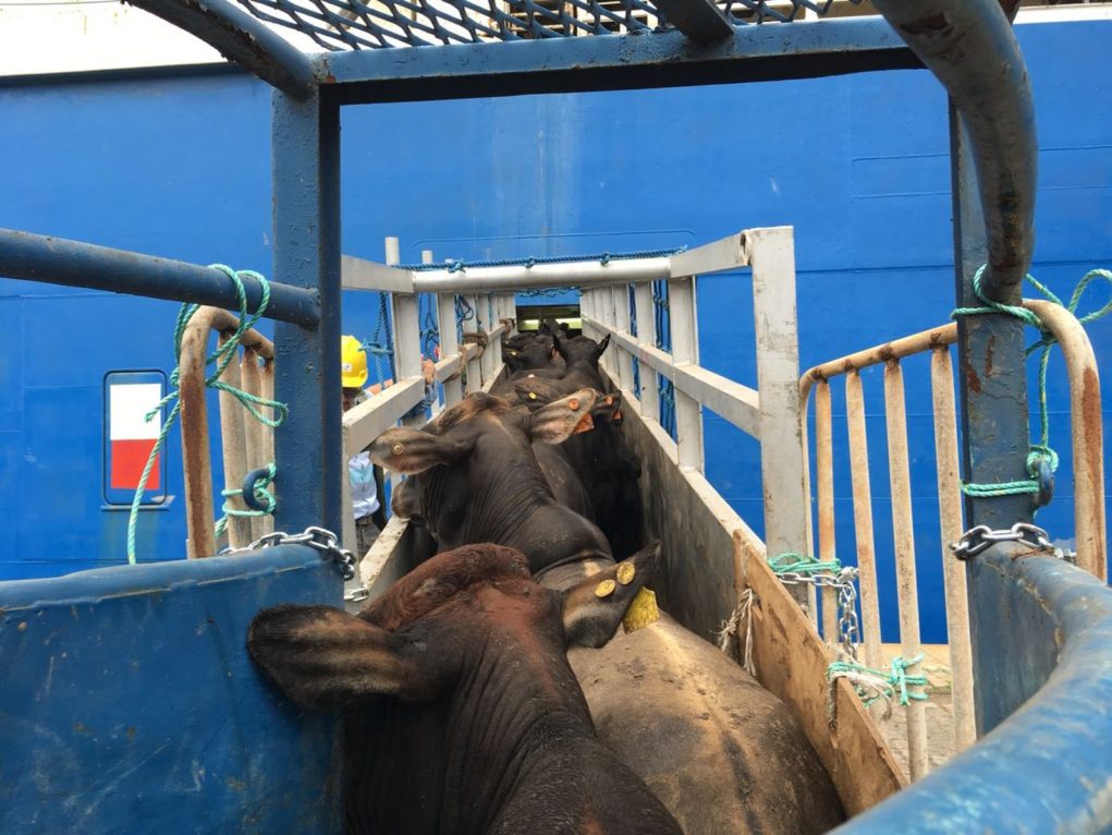 NZ proíbe exportação de gado vivo por meio de navios, veja