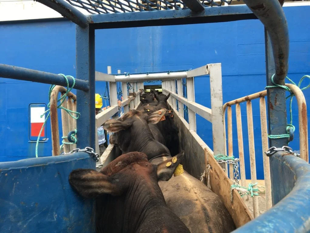 NZ proíbe exportação de gado vivo por meio de navios, veja 11 nz proibe exportacao de gado vivo por meio de navios veja