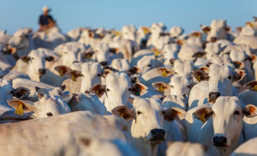O Brasil possui o maior rebanho comercial do mundo 12 o brasil possui o maior rebanho comercial do mundo