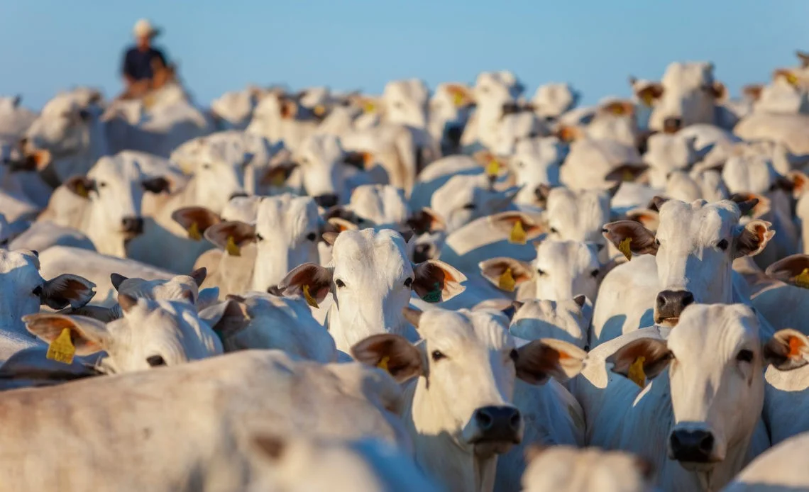 o brasil possui o maior rebanho comercial do mundo