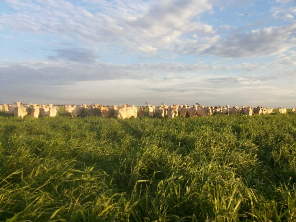 O Brasil tem 18,94% de seu território de pastagens, recuperá-las seria... 5 o brasil tem 1894 de seu territorio de pastagens recupera las seria