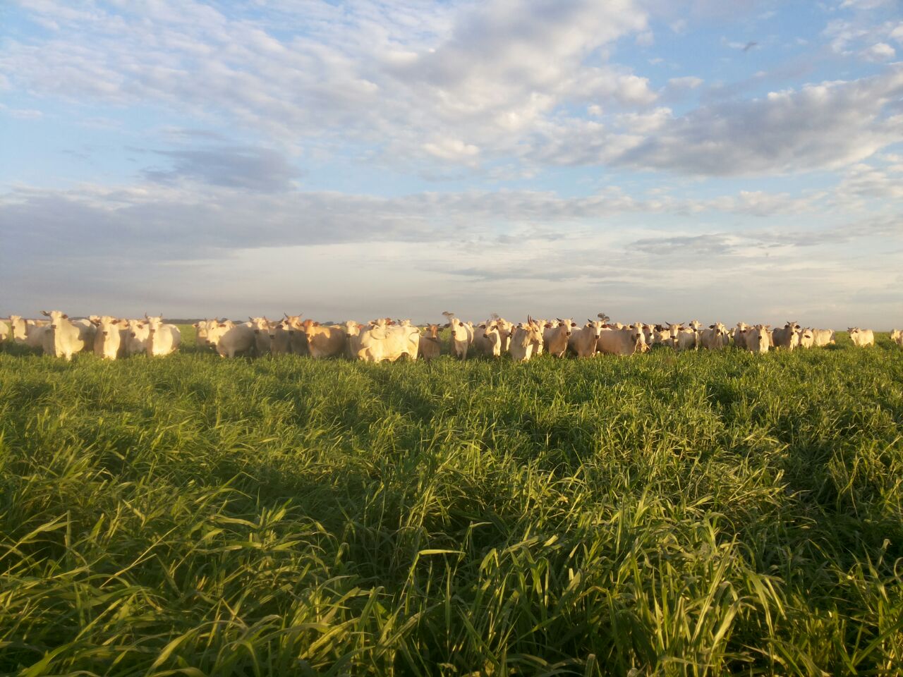 O Brasil tem 18,94% de seu território de pastagens, recuperá-las seria…