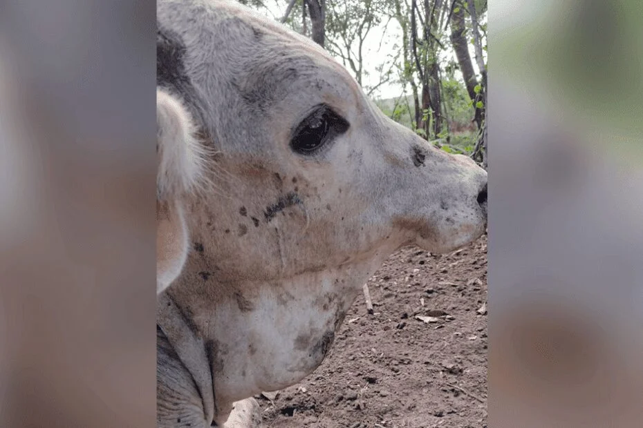 O massacre dos estábulos no interior de São Paulo 13 o massacre dos estabulos no interior de sao paulo