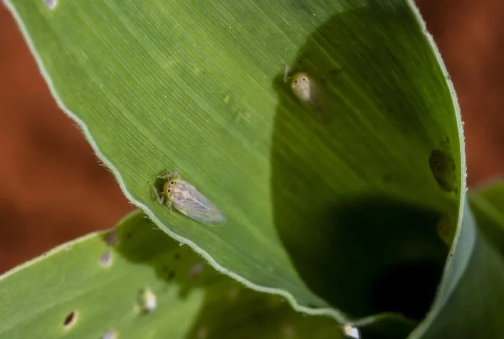 O nanismo pode reduzir a produção de grãos em mais de 70%. 13 o nanismo pode reduzir a producao de graos em mais de 70