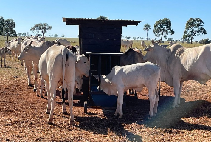 o sistema creep feeding e uma alternativa para alimentacao de bezerros durante a lactacao