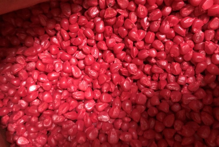 O tratamento de sementes pode gerar até 90% de eficiência no controle de cigarrinhas no início do ciclo do milho