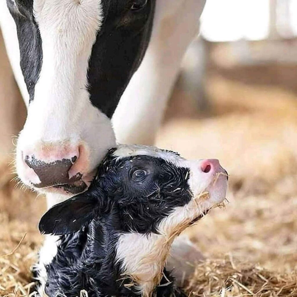 onde as vacas gostam de parir