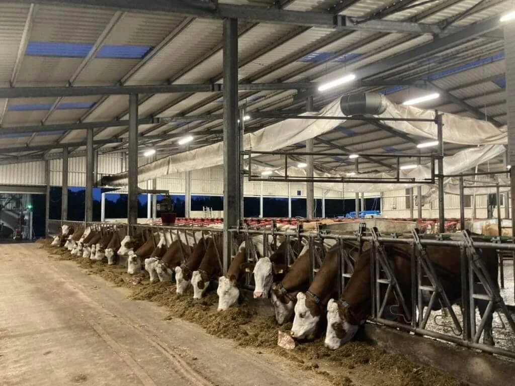 ordenha e alimentacao de vacas fleckvieh com robos