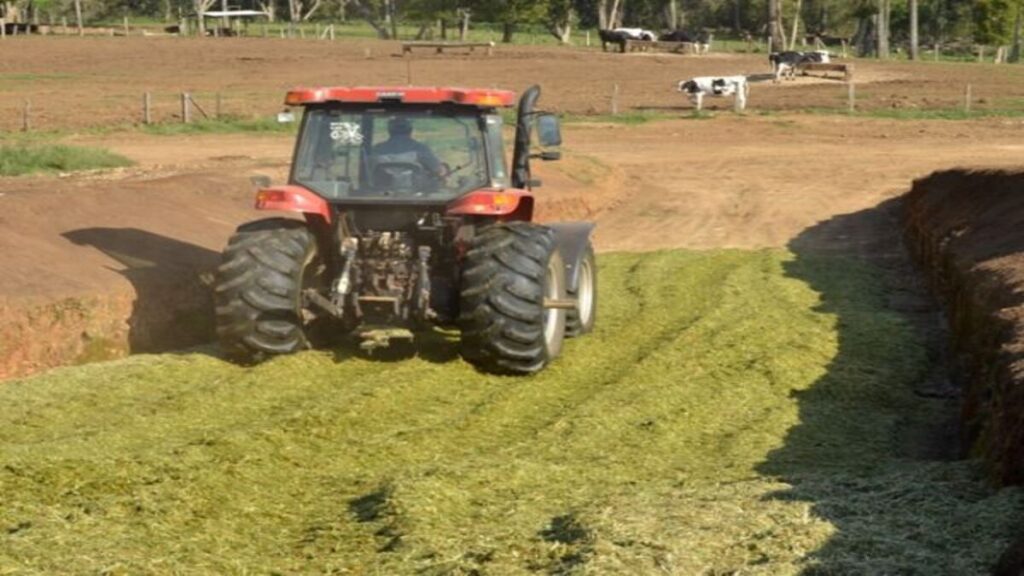 os principais fatores no valor da silagem de grama
