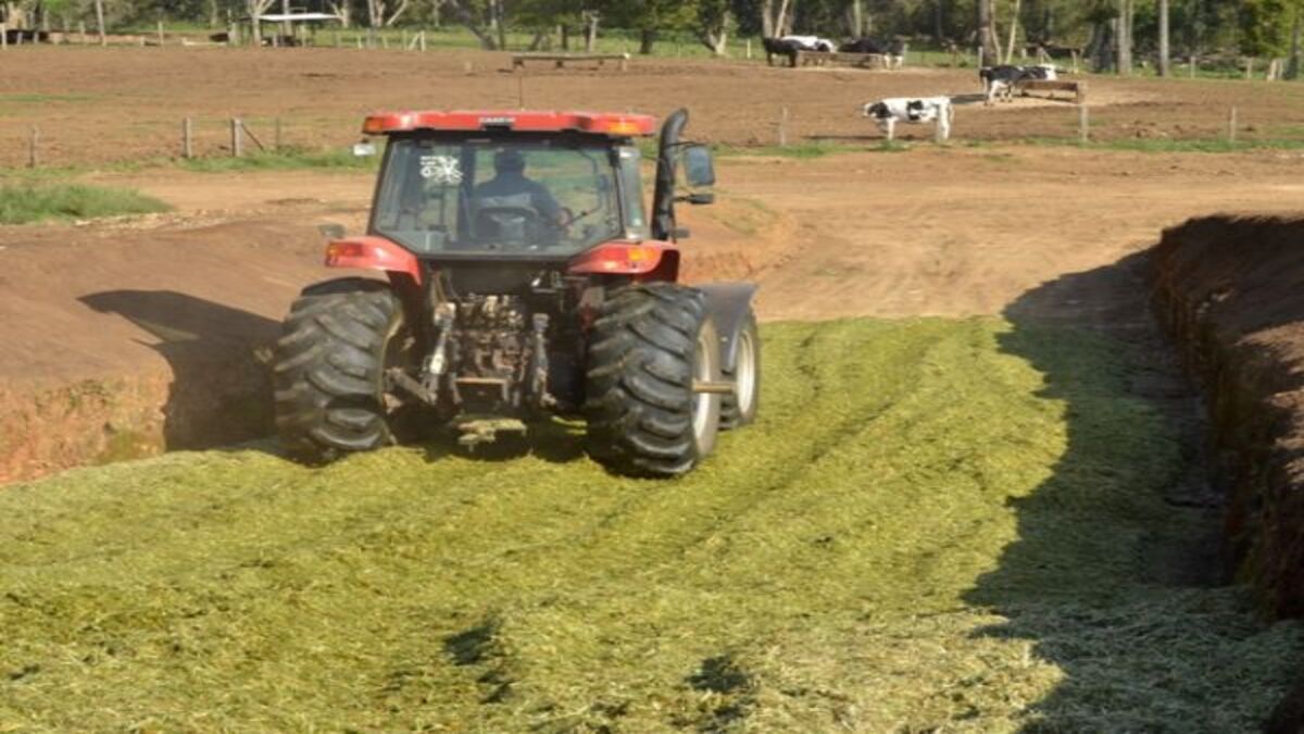 os principais fatores no valor da silagem de grama