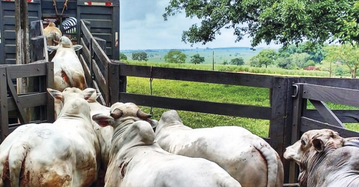 Boi gordo tenta ascensão no mercado paulista