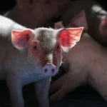 Paraná reúne capitais nacionais da proteína animal 2 parana reune capitais nacionais da proteina animal 1