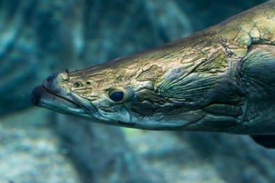 Peixe Arapaima aumenta presença em SP e preocupa cientistas