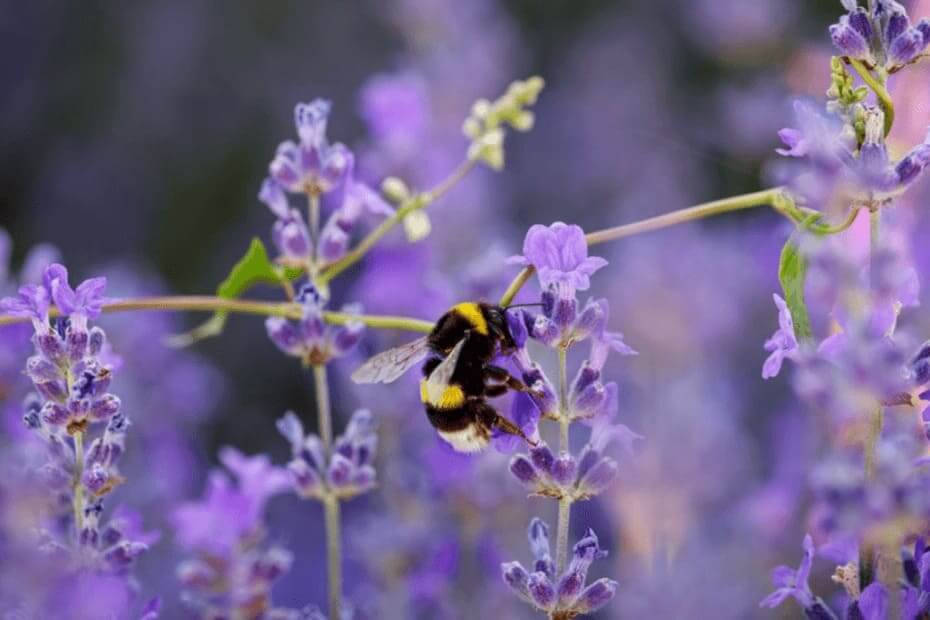 pensando em ir organico aqui esta o que voce deve considerar