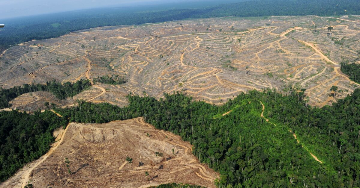 perda de campos e florestas no pais em 20 anos