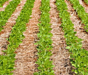 plantio da cultura do feijao 1a safra atinge 80 da area em algumas regioes