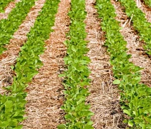 Plantio da cultura do feijão 1ª safra atinge 80% da área em algumas regiões 5 plantio da cultura do feijao 1a safra atinge 80 da area em algumas regioes