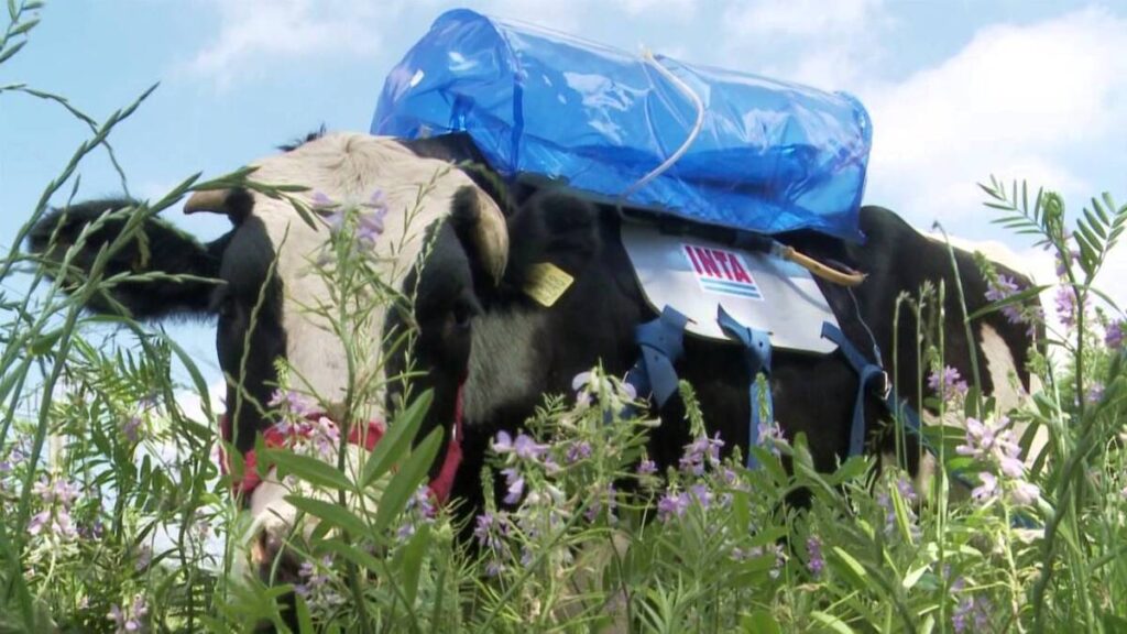 Plantio de pasto podem reduzir em 70% a emissão de gás metano 2 plantio de pasto podem reduzir em 70 a emissao de gas metano