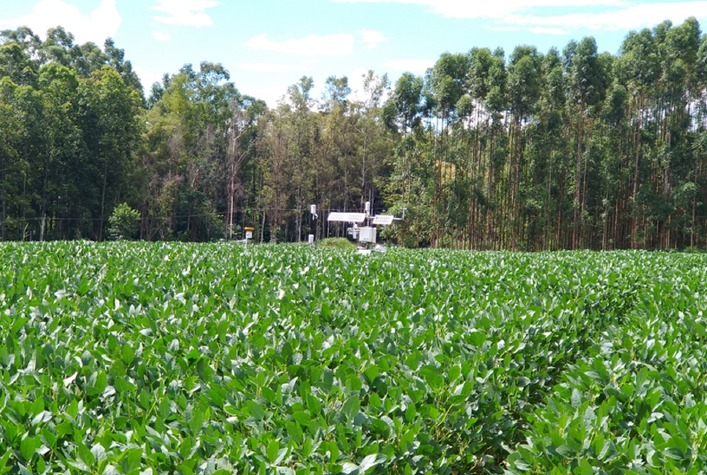Plantio direto pode aumentar a eficiência do uso da água nas lavouras de soja em 11%