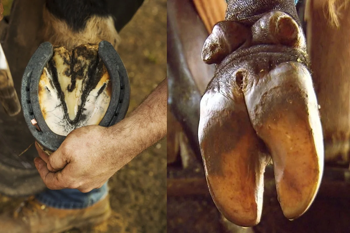 Por que os cavalos precisam de ferraduras e as vacas não?
