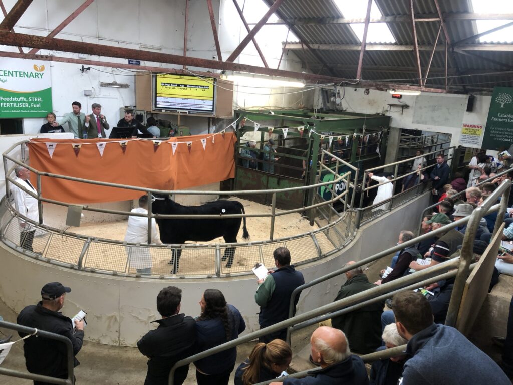 Preço máximo de € 10.500 na Thurles' Angus Premier Sale 9 preco maximo de e 10 500 na thurles angus premier sale