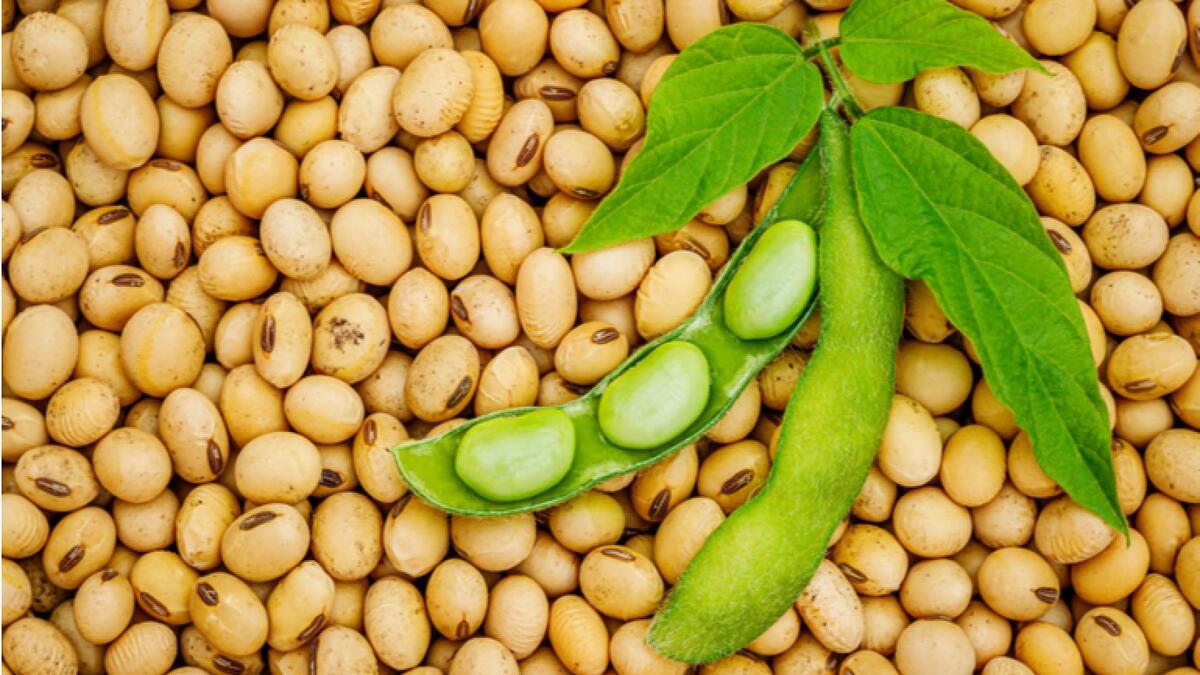 Produção de soja é o ouro da economia brasileira