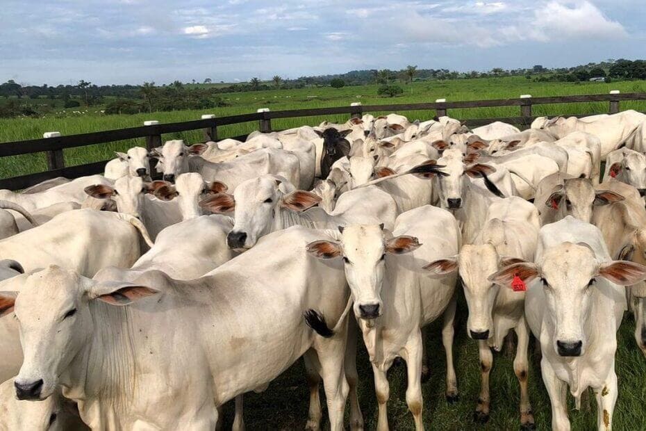 Produtor engana US$ 244 milhões em 'Ghost Gado'