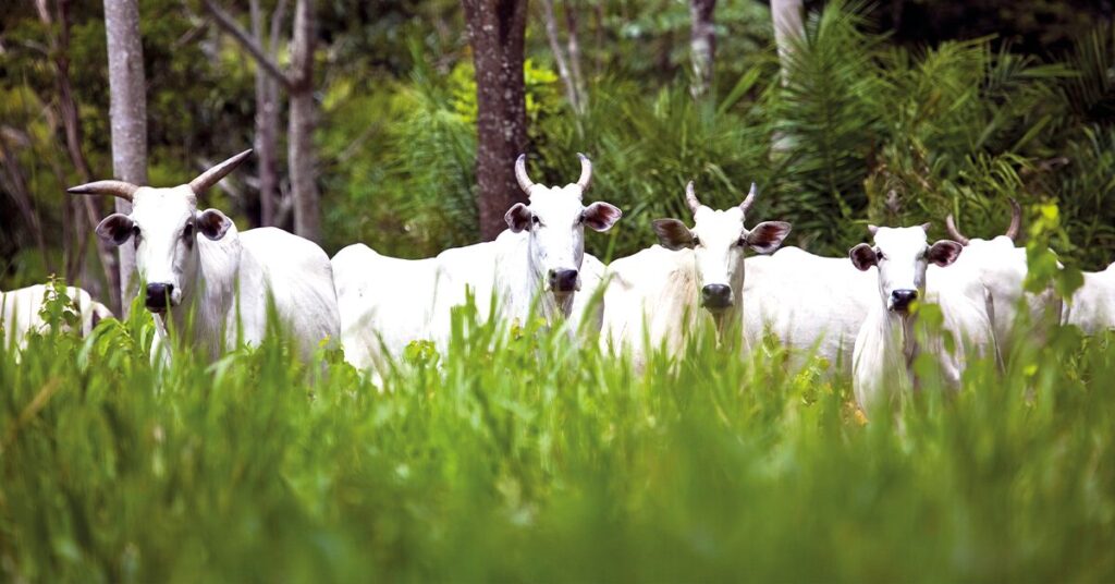 produtores querem mostrar sustentabilidade agricola na cop27 portal dbo