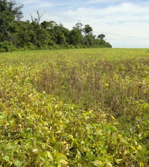 Qual o melhor momento para realizar a coleta para diagnóstico de nematoides da soja? 15 qual o melhor momento para realizar a coleta para diagnostico de nematoides da soja