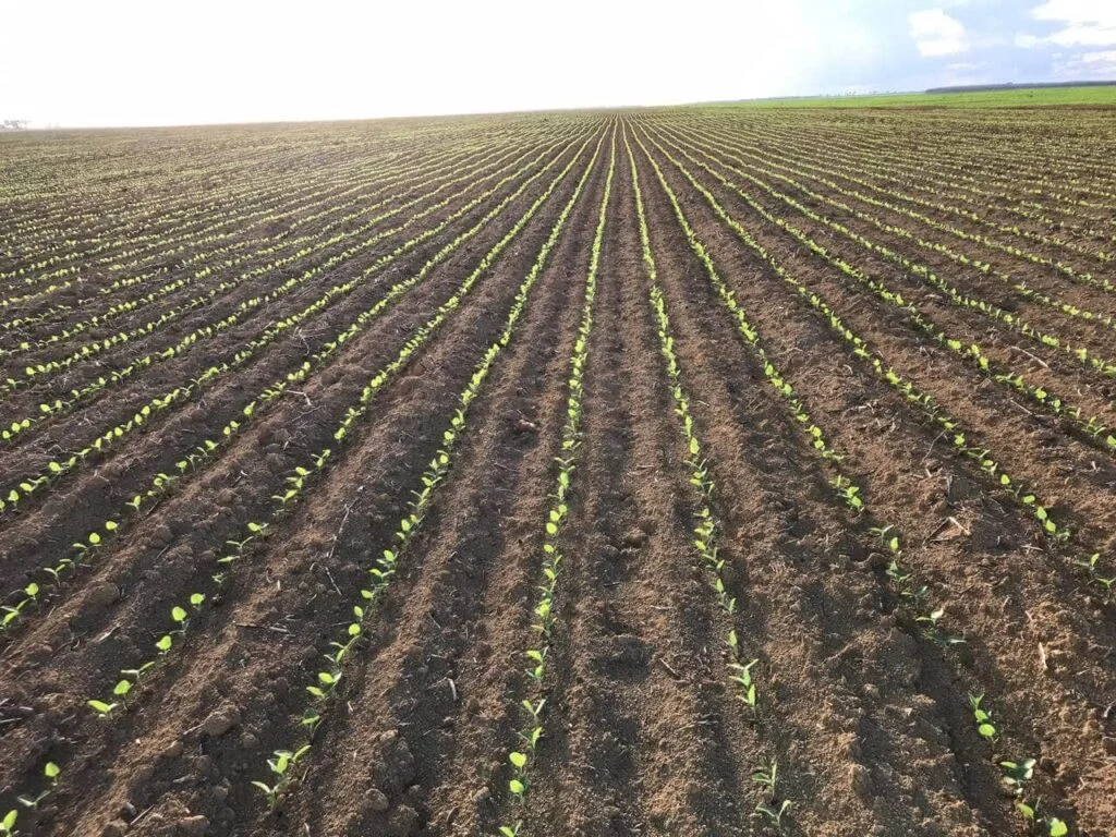 Curso ensina como aumentar a produção de soja