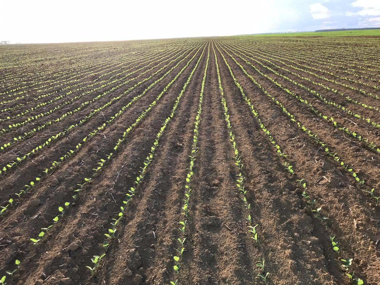 Curso ensina como aumentar a produção de soja