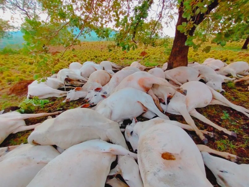 Raio mata gado e deixa quase R$ 120 mil em prejuízo 20 raio mata gado e deixa quase r 120 mil em prejuizo