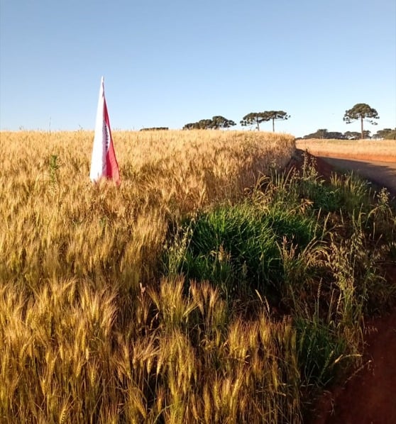 Reclamação: As últimas semanas trazem preocupação e terror ao campo com invasões,…