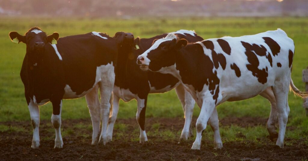 reuniao do forum de tb para discutir apoio financeiro para agricultores