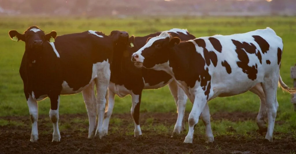 reuniao do forum de tb para discutir apoio financeiro para agricultores