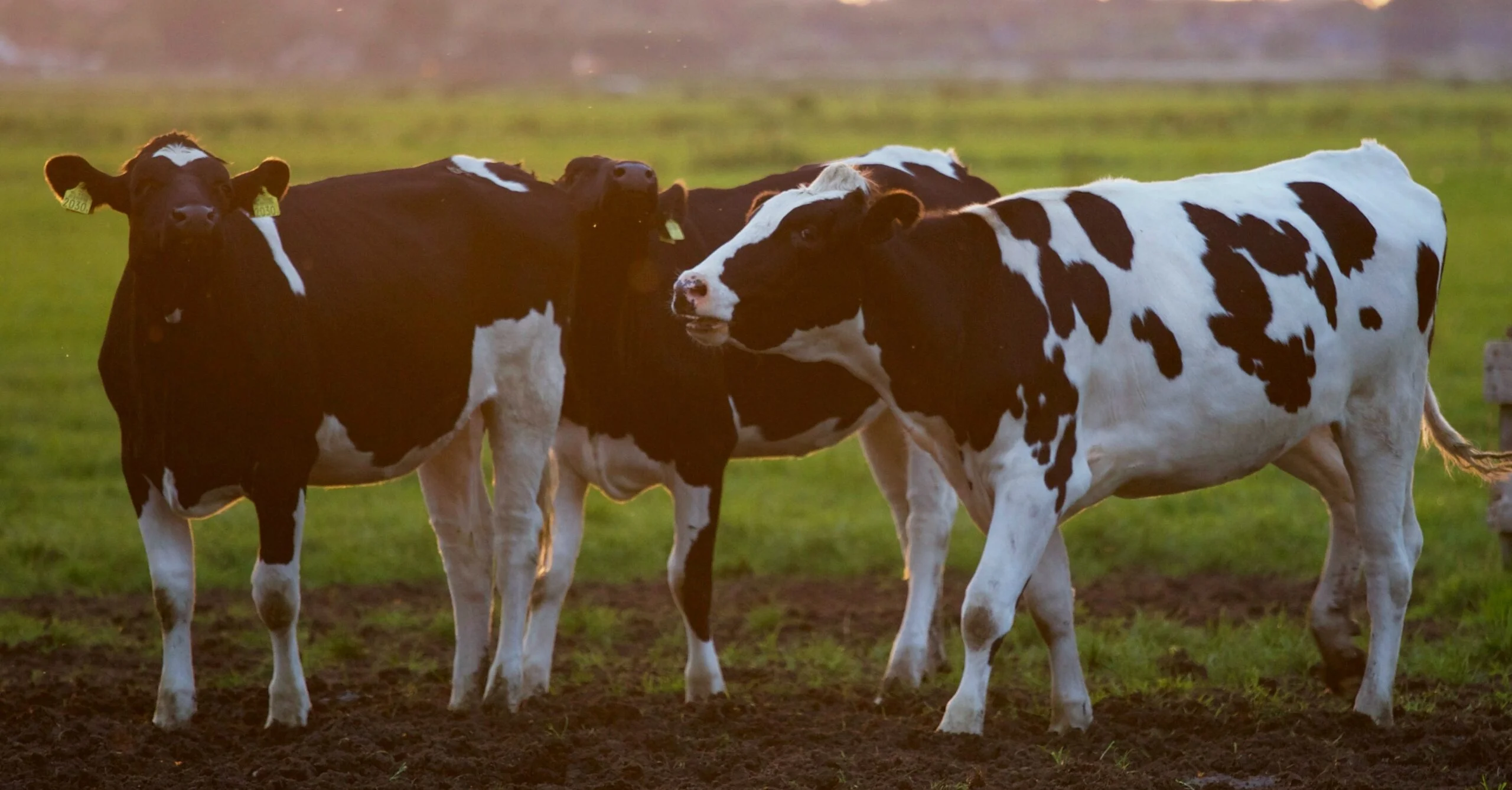 Reunião do Fórum de TB para discutir apoio financeiro para agricultores 1 reuniao do forum de tb para discutir apoio financeiro para agricultores