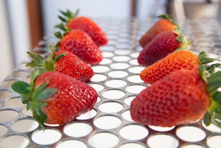 Revestimento de ervas prolonga a vida útil do morango