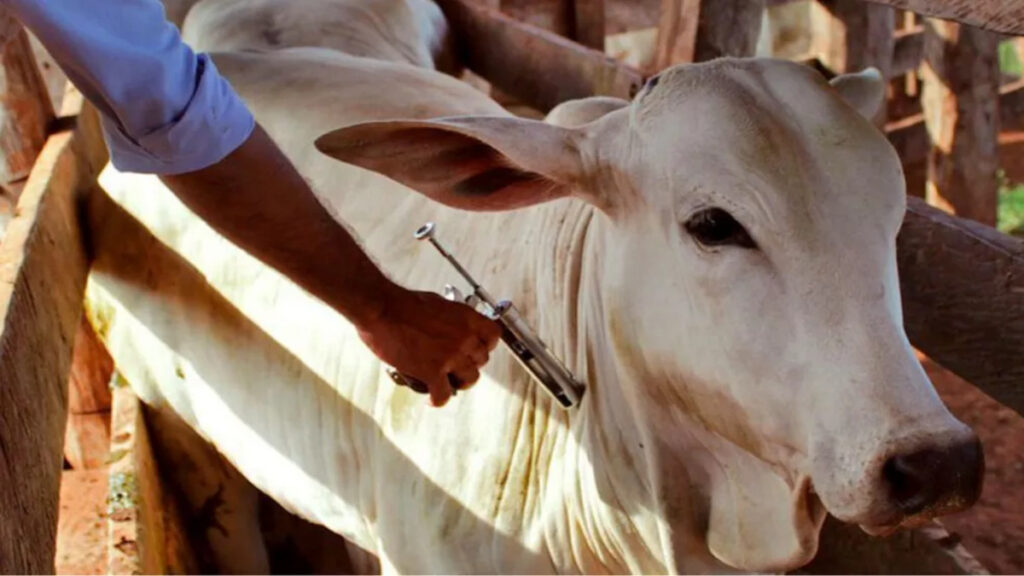 Fim da vacina contra a febre aftosa vai criar caos na pecuária