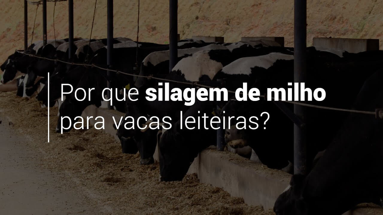 Silagem de milho na pecuária leiteira 1 Silagem de milho na pecuária leiteira