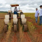 tecnologia antecipe aumenta a produtividade do milho segunda safra 1